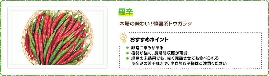羅辛(らしん)本場の味わい!韓国系トウガラシ 【おすすめポイント】・非常に辛みがある・樹勢が強く、長期間収穫が可能・緑色の未熟果でも、赤く完熟させても食べられる ※辛みの苦手な方や、小さなお子様はご注意ください