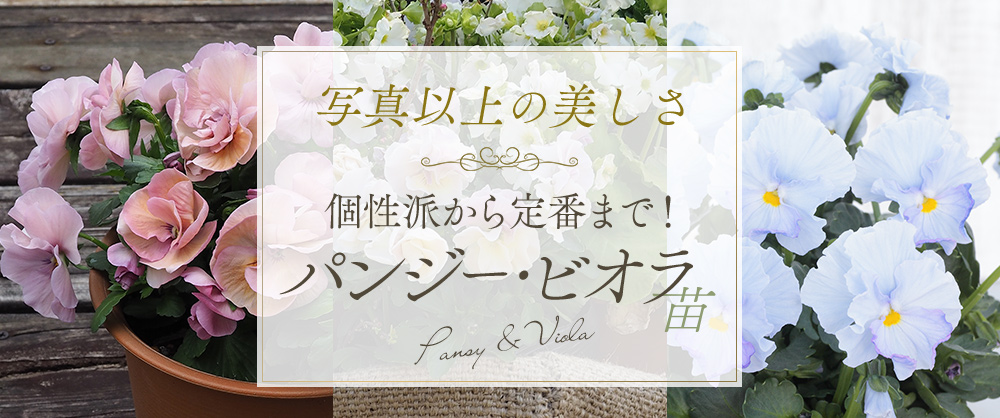 写真以上の美しさ 個性派から定番まで！パンジー・ビオラ苗