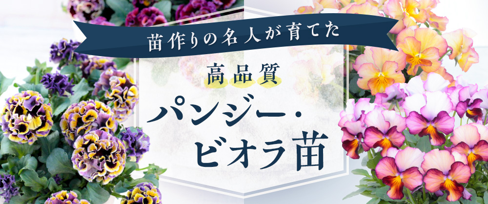 苗作りの名人が育てた 高品質パンジー・ビオラ苗
