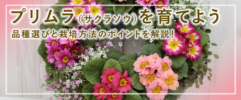 プリムラ(サクラソウ)を育てよう 品種選びと育て方・栽培方法のポイントを解説!