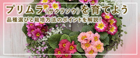 プリムラ（サクラソウ）を育てよう 品種選びと育て方・栽培方法のポイントを解説！