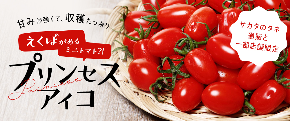 サカタのタネ直営限定先行販売 甘みが強くて、収穫たっぷりプリンセスアイコ