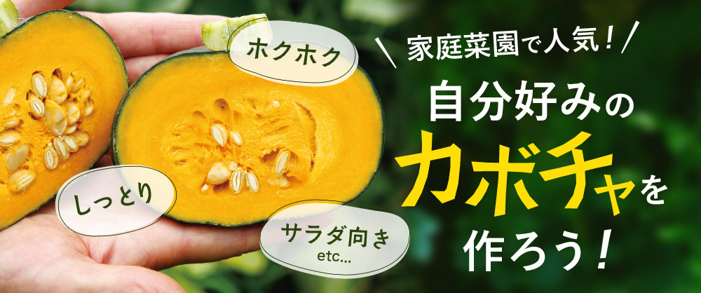 家庭菜園で人気！自分好みのカボチャを作ろう！