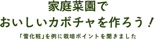 家庭菜園で  おいしいカボチャを作ろう！雪化粧を例に栽培ポイントを聞きました