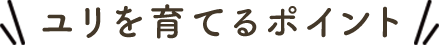 ユリを育てるポイント