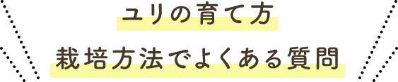 ユリの育て方 栽培方法でよくある質問