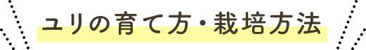 ユリの育て方・栽培方法