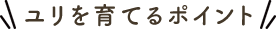 ユリを育てるポイント