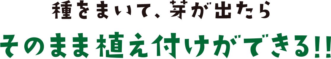 種をまいて、芽が出たらそのまま植え付けができる!!