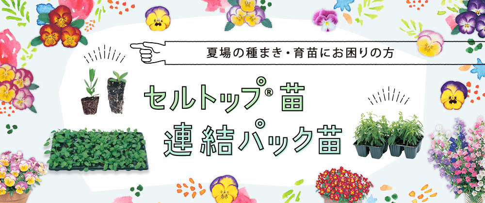 夏場の種まき・育苗にお困りの方 秋のセルトップ苗・連結パック苗