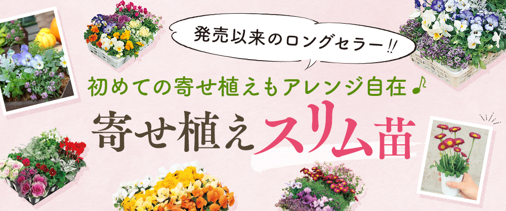発売以来のロングセラー！初めての寄せ植えもアレンジ自在！寄せ植えスリム苗