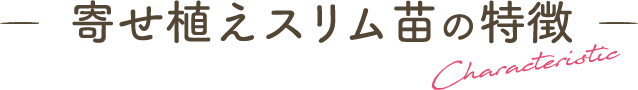 寄せ植えスリム苗の特徴