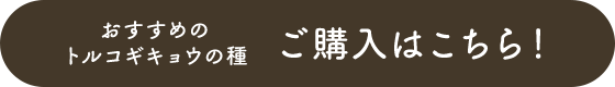 おすすめのトルコギキョウの種 ご購入はこちら！