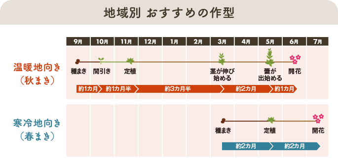 地域別 おすすめの作型　温暖地向き（秋まき）／寒冷地向き（春まき）