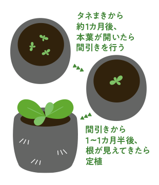タネまきから約1ヵ月後、本葉が開いたら間引きを行う　間引きから1～1ヵ月半後、根が見えてきたら定植