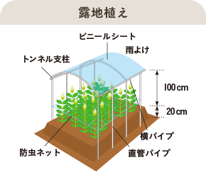 露地植え