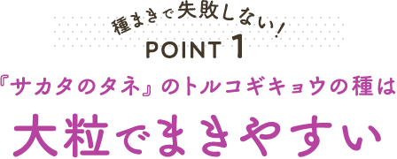 種まきで失敗しない！ POINT1 『サカタのタネ』のトルコギキョウの種は大粒でまきやすい