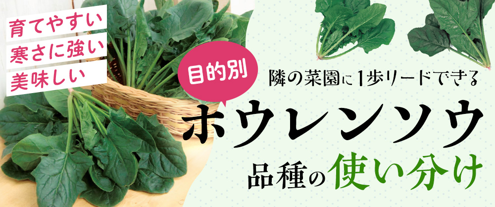 隣の菜園に1歩リードできる 目的別 ホウレンソウ品種の使い分け
