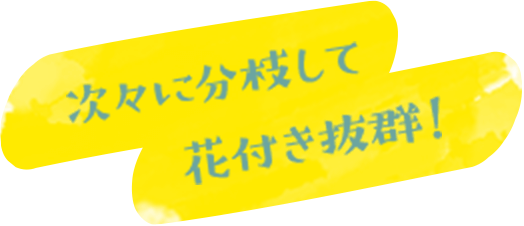 次々に分枝して花付き抜群!