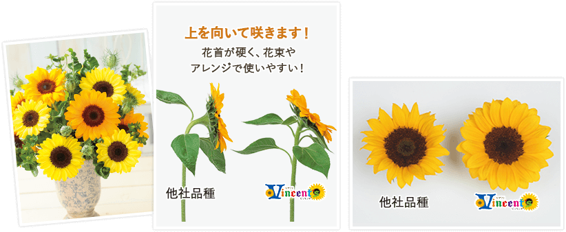 上を向いて咲きます! 花首が硬く、花束やアレンジで使いやすい! 他社品種との比較画像