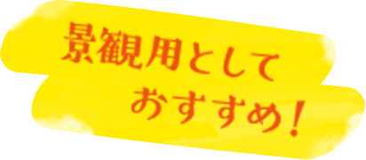 景観用としておすすめ!