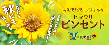 上を向いて咲く美しい花姿 ヒマワリビンセント