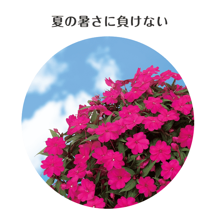 特徴1:夏の暑さに負けない