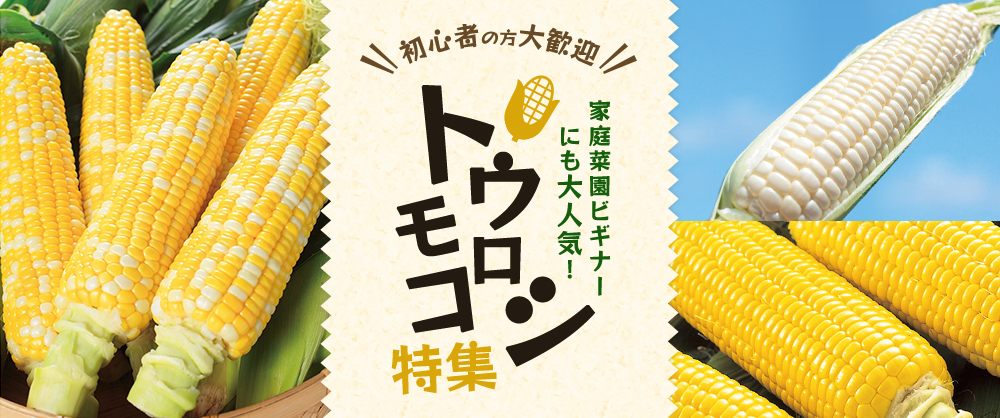 初心者の方大歓迎 家庭菜園ビギナーにも大人気!トウモロコシ特集