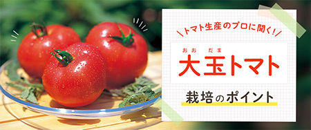 トマト生産のプロに聞く!大玉トマト栽培のポイント