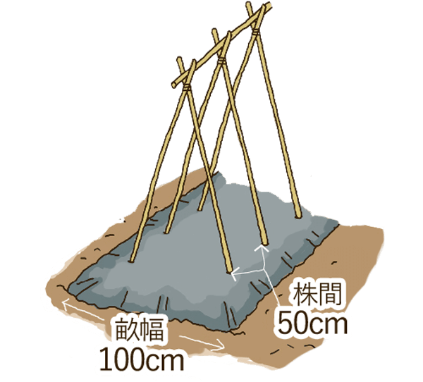 畝幅100cm/株間50cm