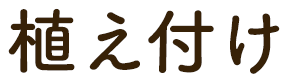 植え付け