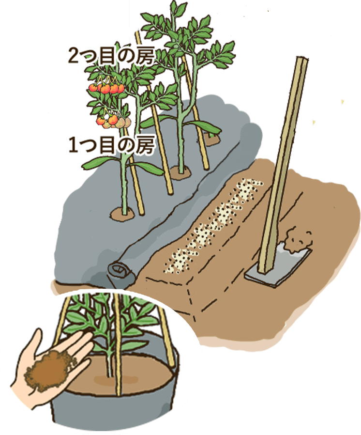 1つ目の房・2つ目の房