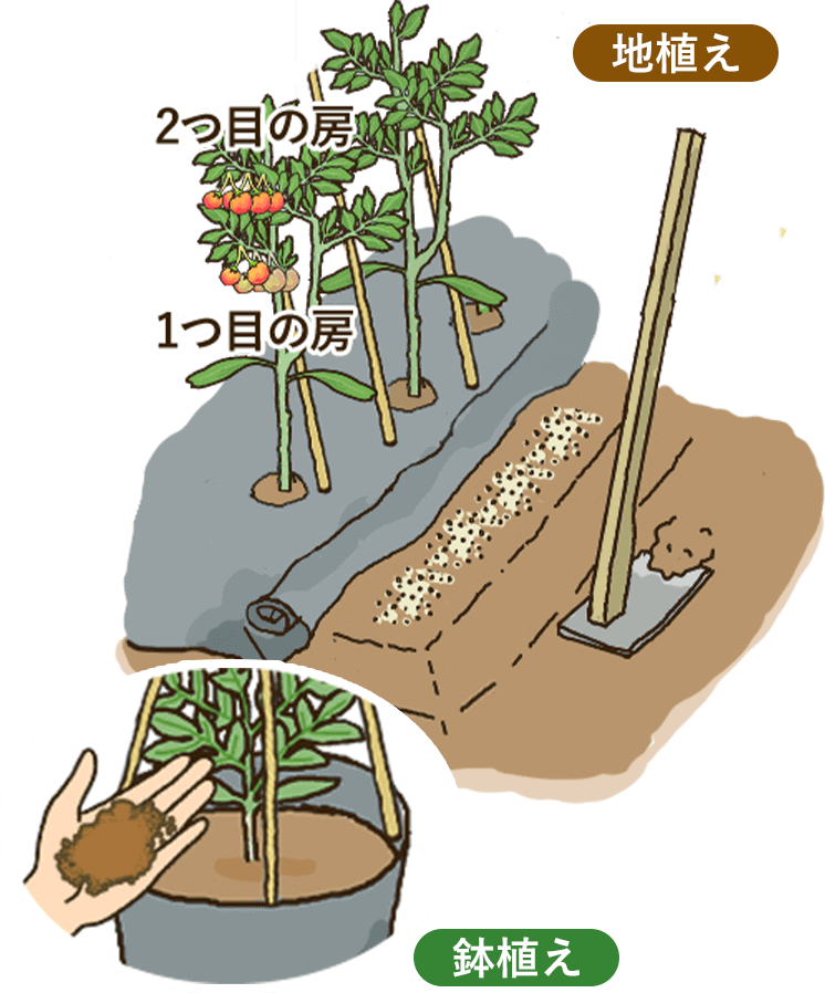 1つ目の房・2つ目の房