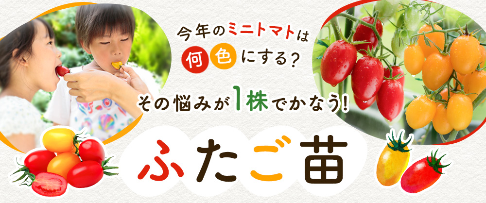 今年のミニトマトは何色にする?その悩みが1株でかなう!「ふたご苗」