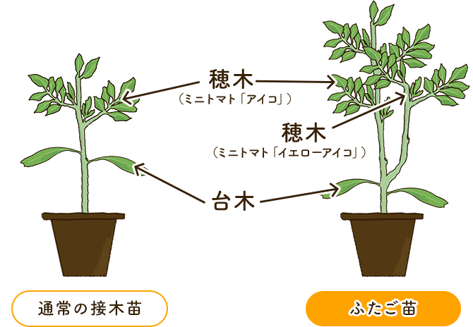 通常の接木苗/ふたご苗