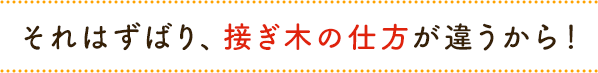 それはずばり、接ぎ木の仕方が違うから!