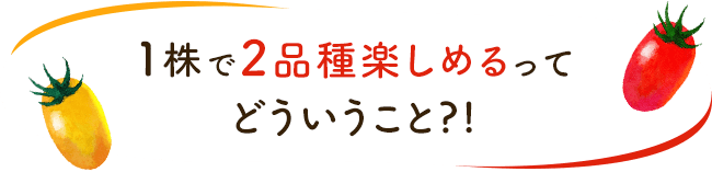 1株で2品種楽しめるってどういうこと?!