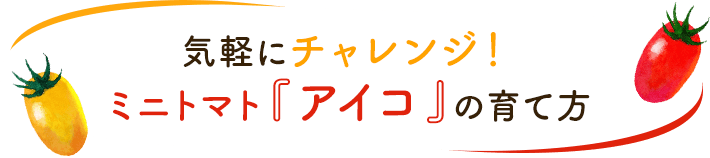 気軽にチャレンジ!ミニトマト『アイコ』の育て方