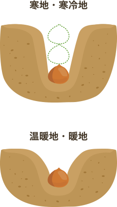 植え付け