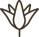 原種系