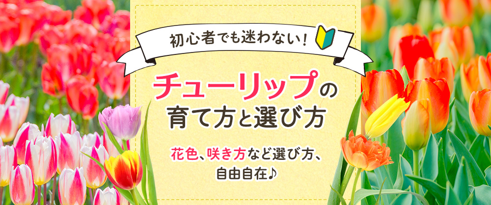 早期予約で10%OFF 初心者でも迷わない!チューリップの育て方と選び方