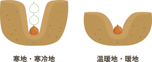 植え付け