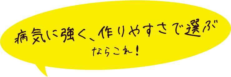病気に強く、作りやすさで選ぶならこれ!