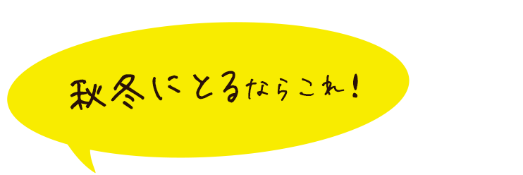 秋冬にとるならこれ!