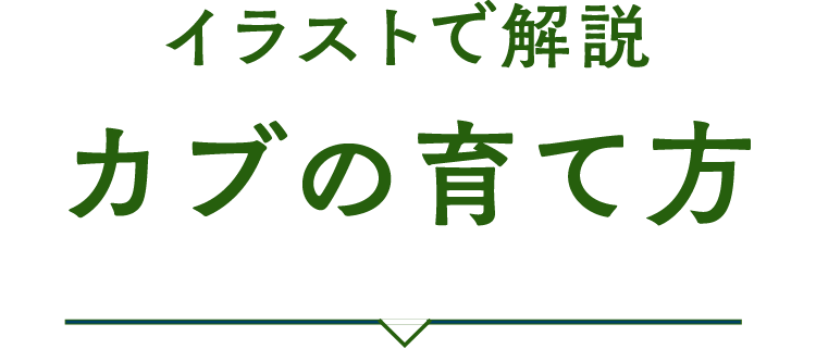 イラストで解説 カブの育て方