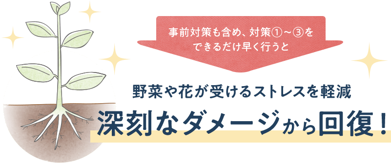 事前対策も含め、対策①~③をできるだけ早く行うと、野菜や花が受けるストレスを軽減 深刻なダメージから回復!