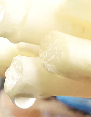 採れたては食感、甘さが違う！