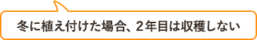 冬に植え付けた場合、２年目は収穫しない