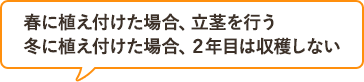 春に植え付けた場合、立茎を行う　冬に植え付けた場合、２年目は収穫しない