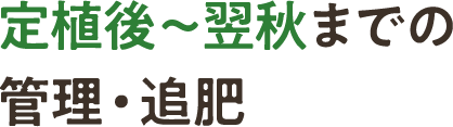 定植後～翌秋までの管理・追肥